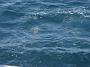 Tuncurry-PhilRoach 049